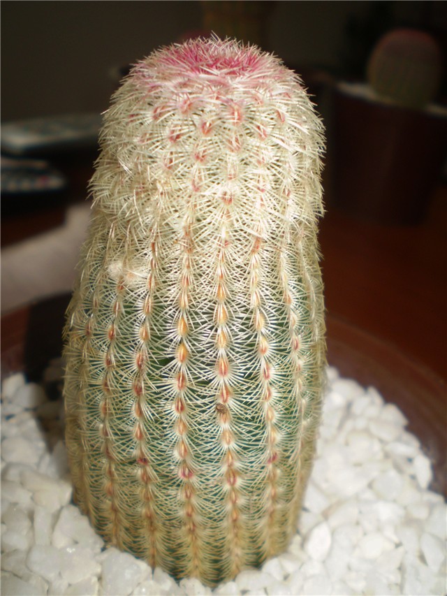 kaktus